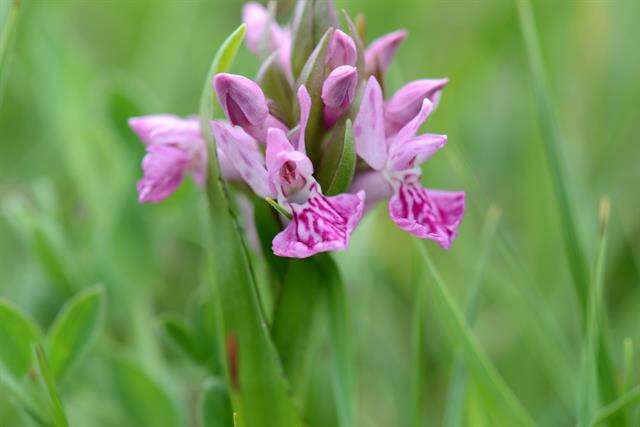 Image of Northern Marsh-orchid