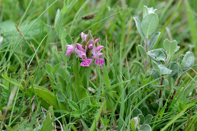 Image of Northern Marsh-orchid