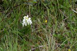 Image of Western Marsh-orchid