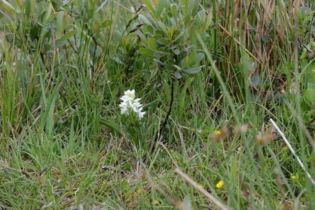 Image of Western Marsh-orchid