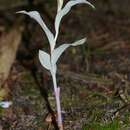 Image of Epipactis helleborine subsp. neerlandica (Verm.) Buttler