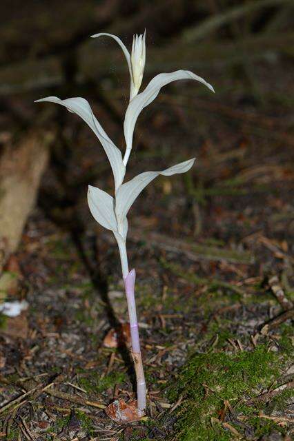 Image of Epipactis helleborine subsp. neerlandica (Verm.) Buttler