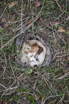 Image of cup fungi