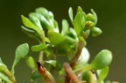 Imagem de Montia fontana subsp. fontana