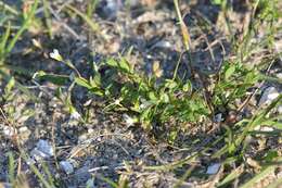 Image of flax family