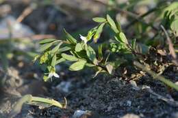 Image of flax family