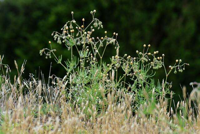 Image of Spergula arvensis subsp. arvensis