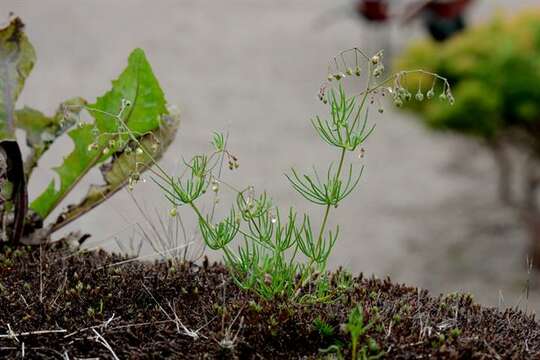 Слика од Spergula arvensis subsp. arvensis