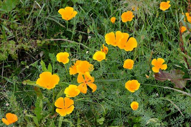 Image de Eschscholzia