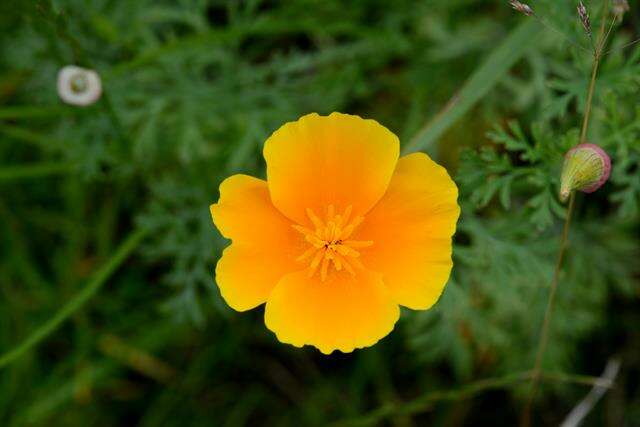 Image de Eschscholzia