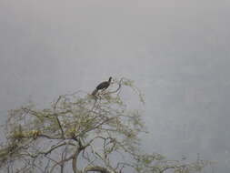 Image of White-winged Guan