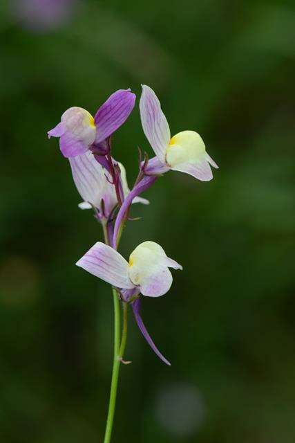 Imagem de Linaria maroccana Hook. fil.