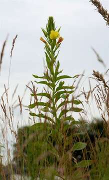 Image of evening primrose