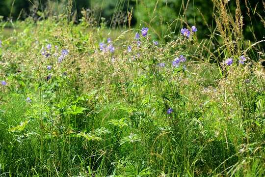 Image of geranium