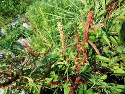 Rumex palustris Sm. resmi