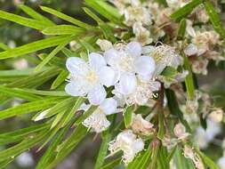 Image of Austromyrtus tenuifolia (Sm.) Burret