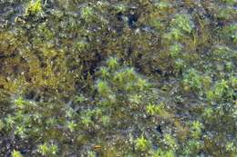 Image of toothed sphagnum