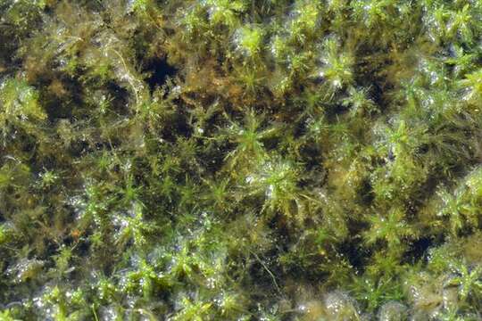 Imagem de Sphagnum cuspidatum Ehrhart ex G. F. Hoffmann 1796