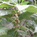 Image of Quercus uxoris McVaugh
