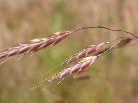 Image de Bromus