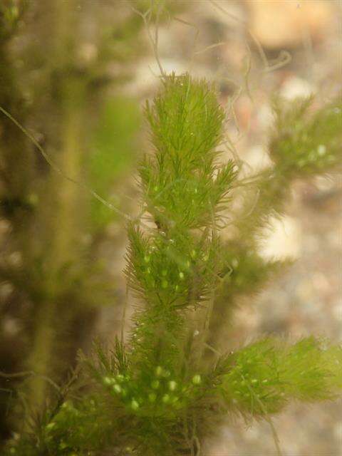 Image of Bearded Stonewort