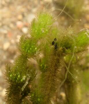 Image of Bearded Stonewort