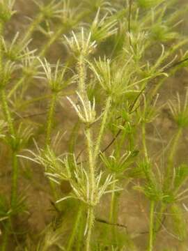 Image of Bristly Stonewort