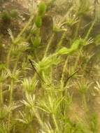 Image of Bristly Stonewort