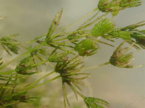 Image of Delicate Stonewort