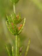 Image of Delicate Stonewort