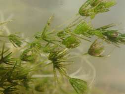 Image of Delicate Stonewort