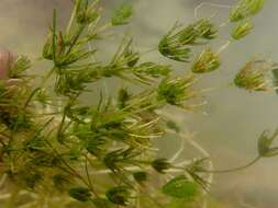 Image of Delicate Stonewort