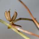 Sivun Zannichellia palustris subsp. palustris kuva