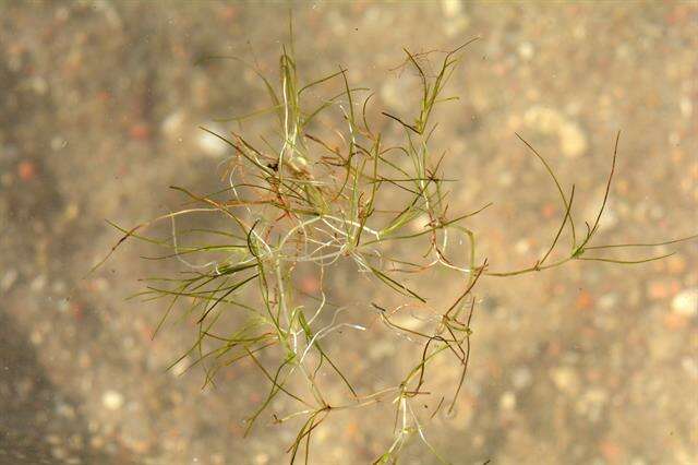 Image of Zannichellia palustris subsp. palustris