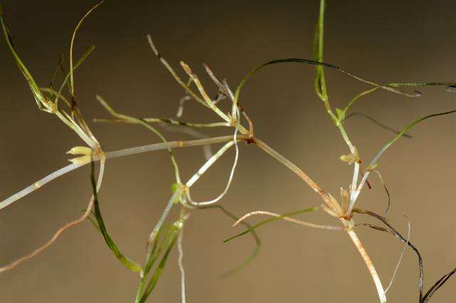 Image of Zannichellia palustris subsp. palustris