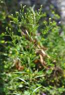 Image of fleabane