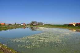 Слика од Ranunculus peltatus subsp. peltatus