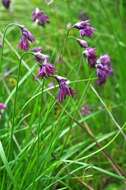 Image of Allium cyathophorum Bureau & Franch.