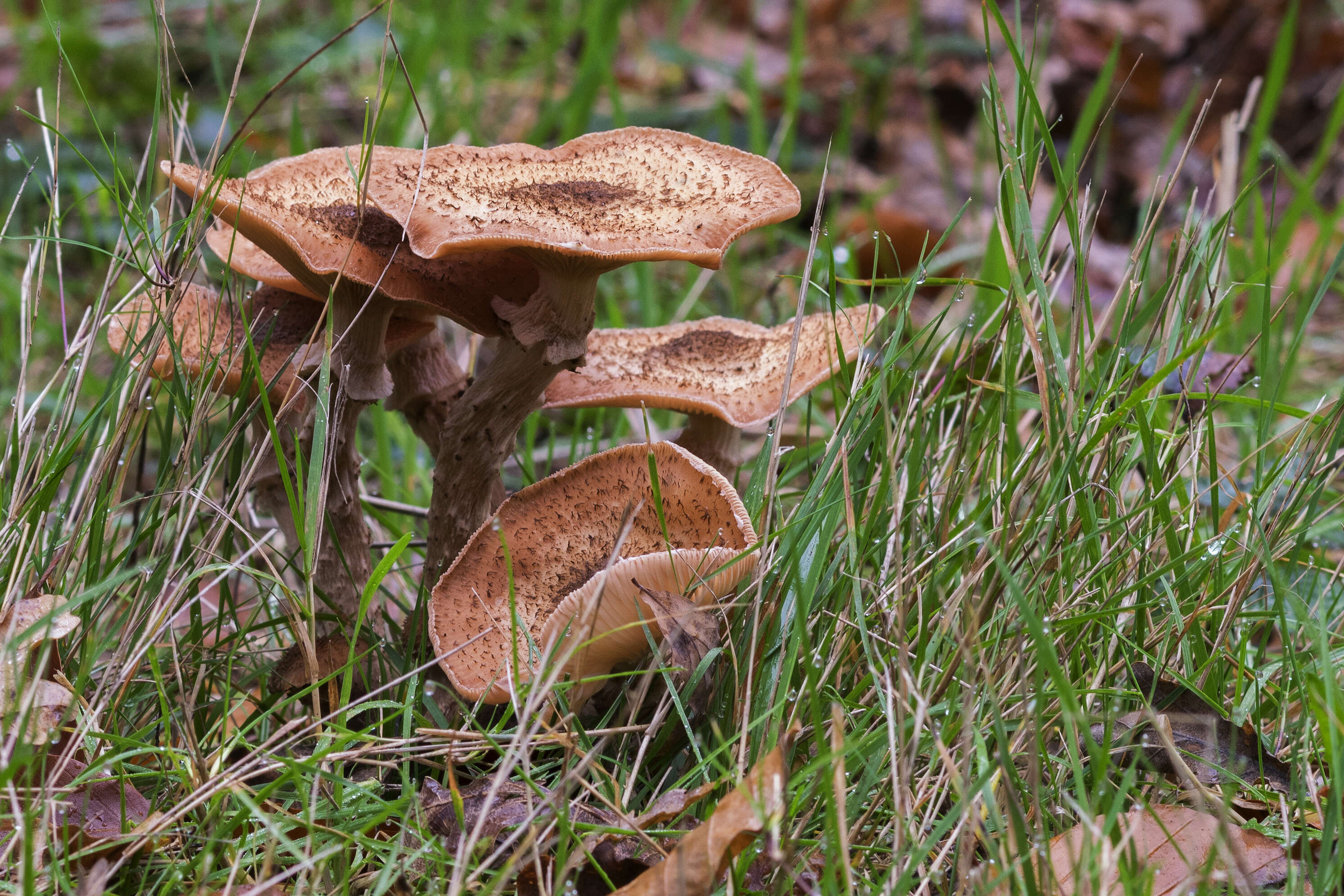 Image of Armillaria ostoyae (Romagn.) Herink 1973