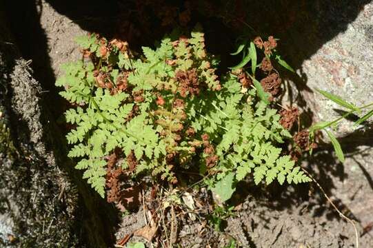 Image of fragile ferns