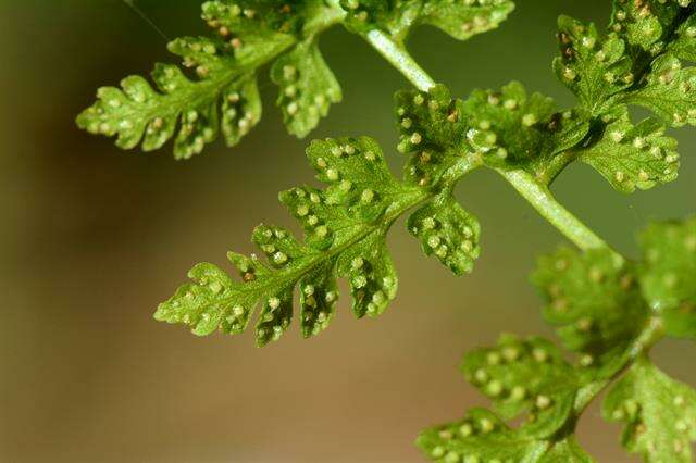 Image of fragile ferns