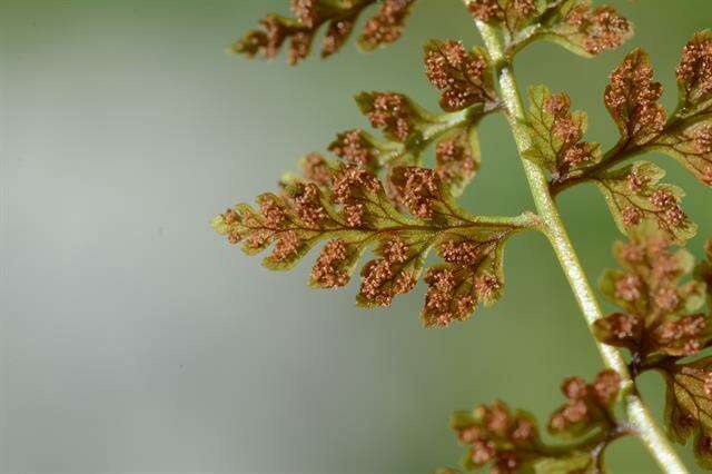 Image of fragile ferns