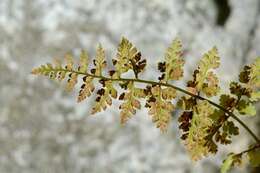 Image of fragile ferns