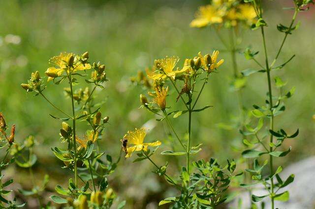 Image of St John's-wort