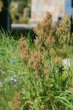 Image of Narrow-Leaf Sorrel