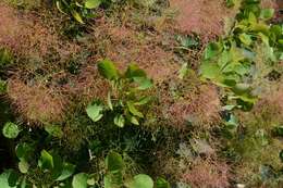 Image of <i>Cotinus coggyria</i> Scop.