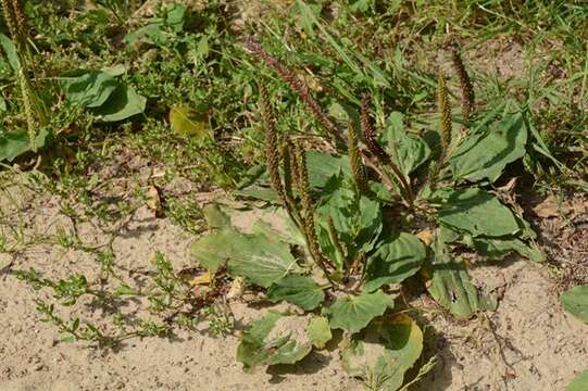 Plantago uliginosa F. W. Schmidt resmi