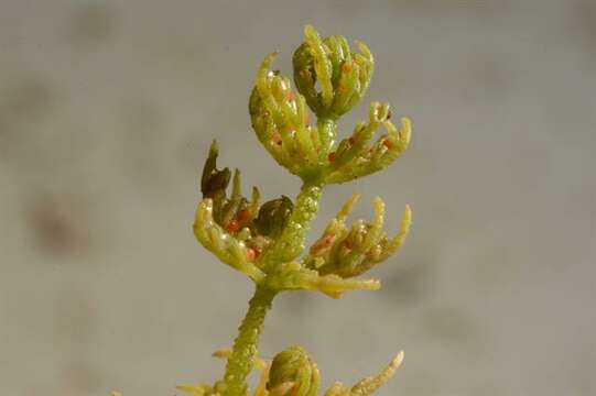 Image of Common Stonewort