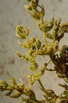 Image of Common Stonewort