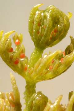 Image of Common Stonewort